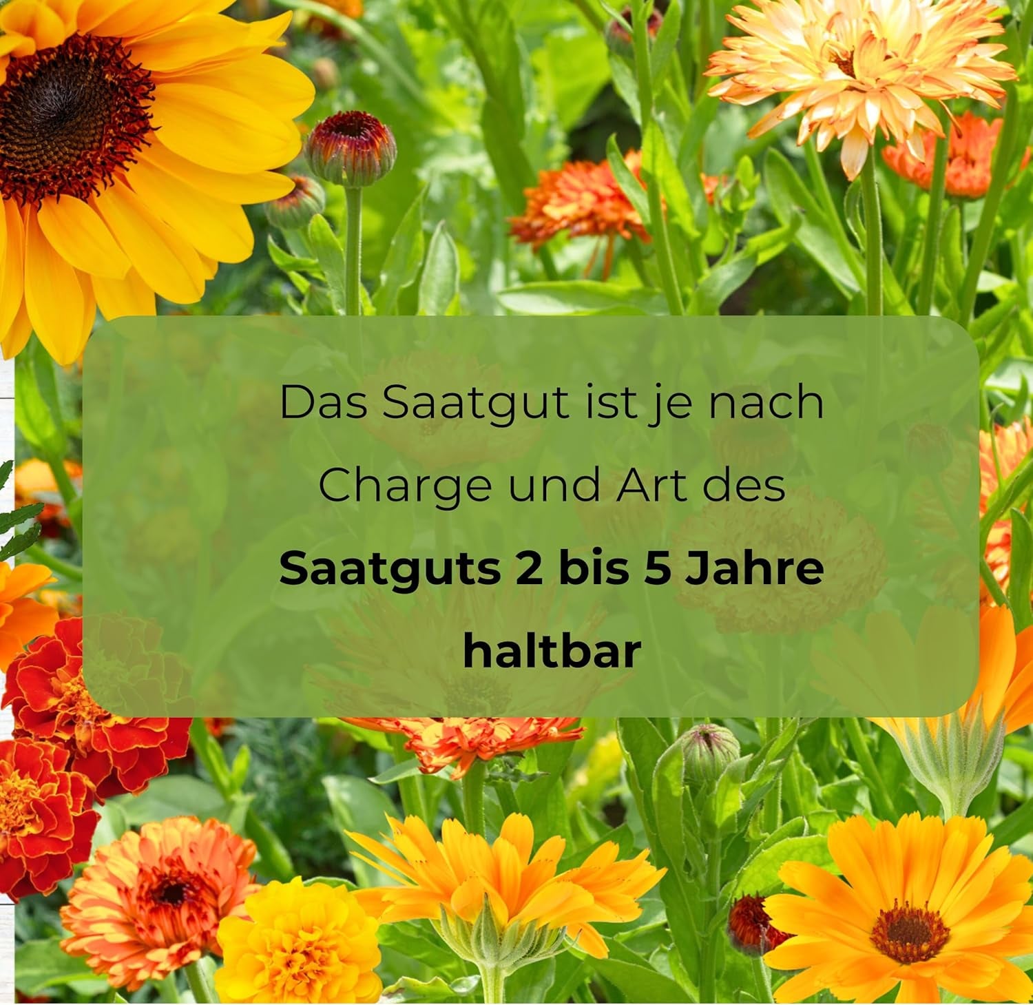 Cosmos Sensation Mix 1g seeds, Cosmos Mix Summer flowers, Garden plants Balcony plants, Flower seeds