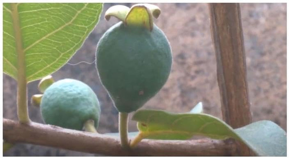 Stk - 10X Psidium Guineense Brasilianische Guave Garten Pflanzen - Samen ID1531 -