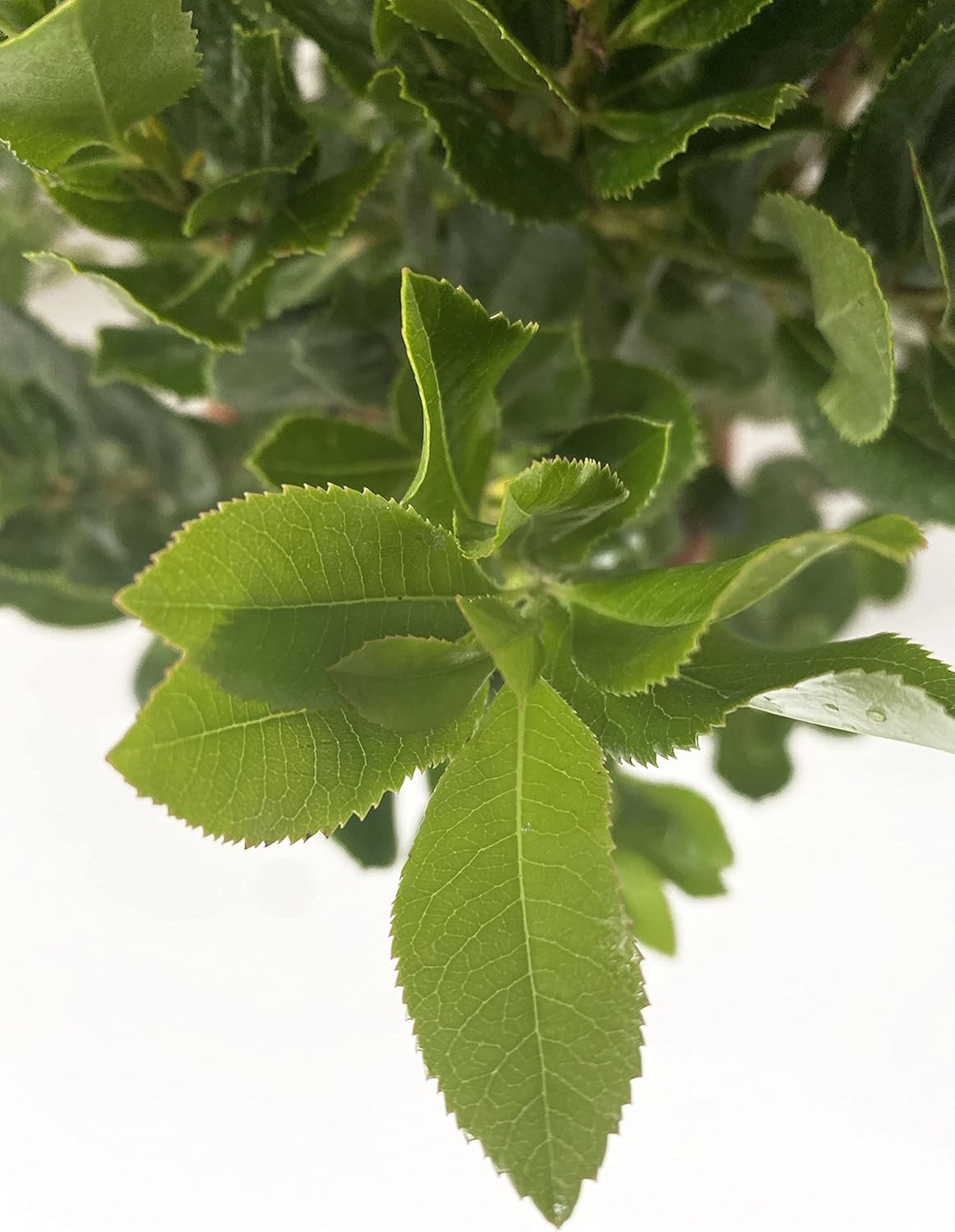 KENTIS - Strawberries (Arbutus unedo) – Hardy plants for the garden – Evergreen, true plant – Height 80-100 cm, pot Ø 24 cm