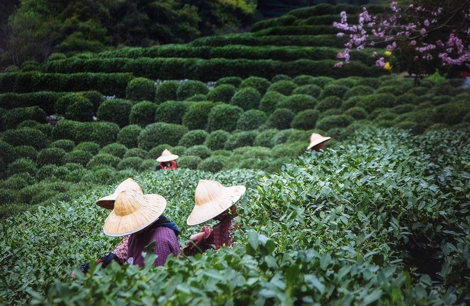 Ceai Oolong Da Hong Pao (organic) din Wuyishan, China | Recolta 2024 | Ceai Oolong organic chinezesc de înaltă calitate | Specialitate tradițională de ceai (50)