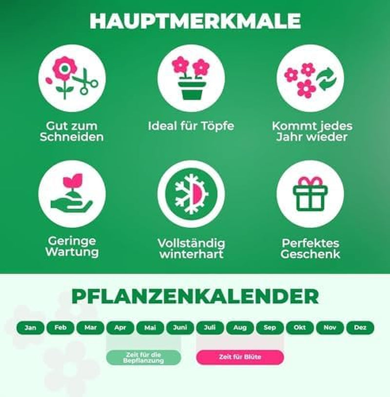 Calla Lilien Zwiebeln Winterhart Mehrjährig - Zantedeschia - 10 große Blumenzwiebeln, 5 Sorten Mix - Echte Pflanzen aus Holland - für Garten und Topf (große Knollen, kein Samen und nicht künstlich)