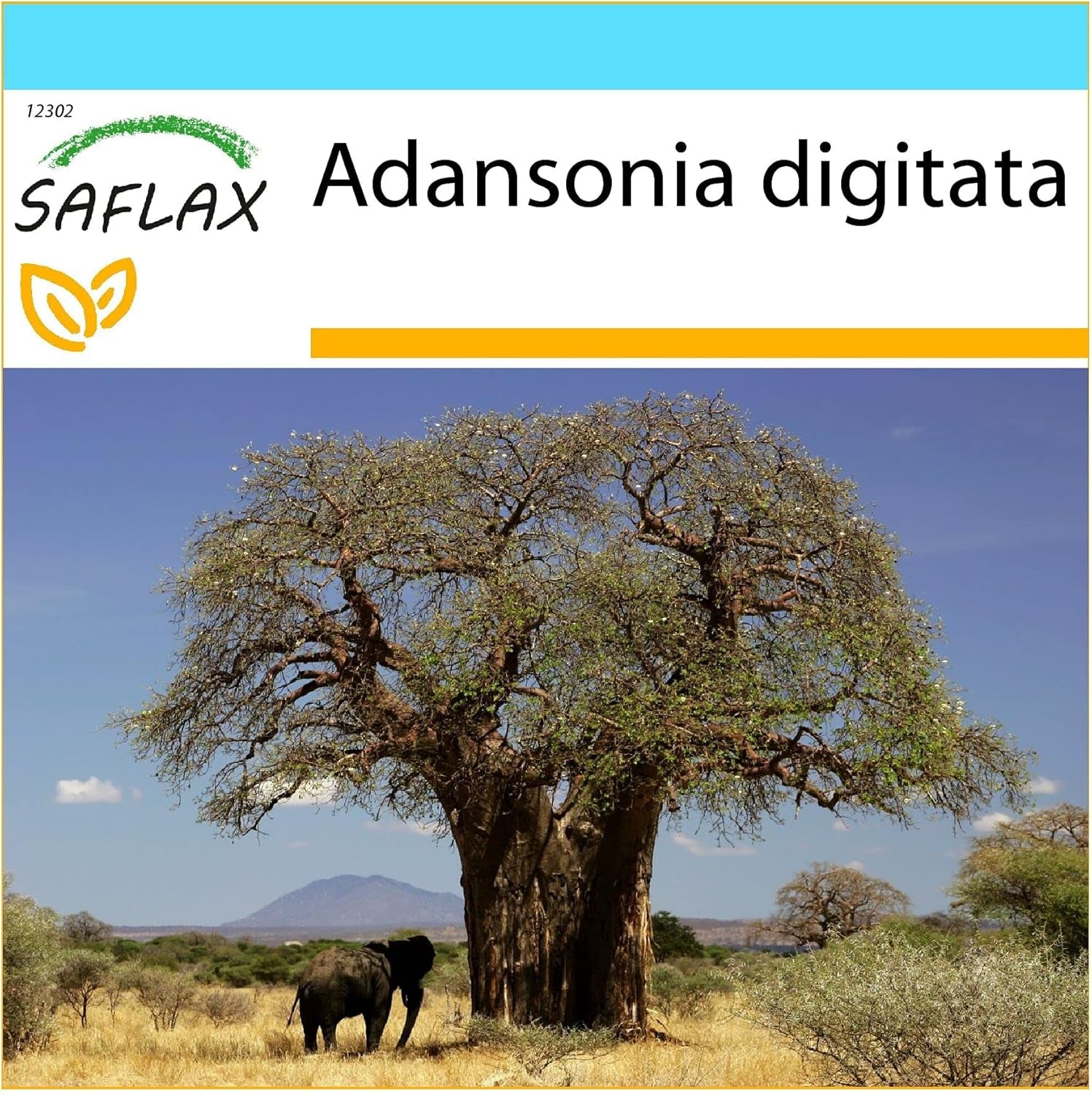 SAFLAX - Geschenk Set - Afrikanischer Affenbrotbaum - 6 Samen - Mit Geschenk- / Versandbox, Versandaufkleber, Geschenkkarte Und Anzuchtsubstrat - Adansonia Digitata