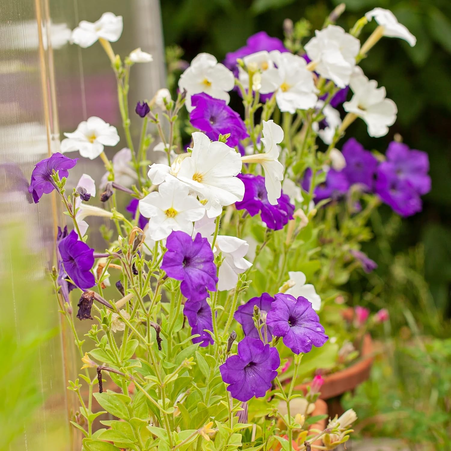 Petunia Seeds: Premium petunia seeds for around 400 petunia plants – Beautiful petunia seeds for balcony and garden plants – Flower seeds – Creeper petunia seeds – OwnGrown balcony flowers