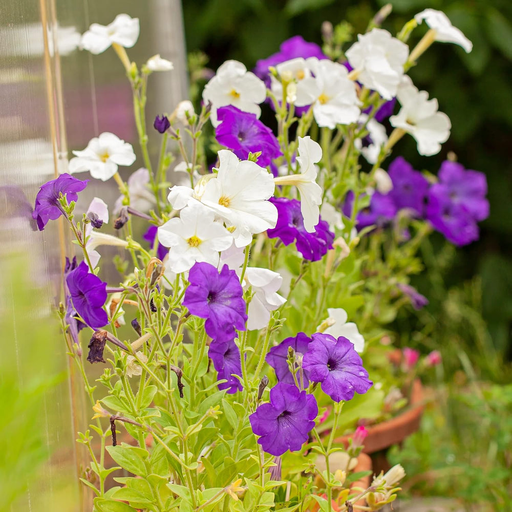 Petunia Seeds: Premium petunia seeds for around 400 petunia plants – Beautiful petunia seeds for balcony and garden plants – Flower seeds – Creeper petunia seeds – OwnGrown balcony flowers
