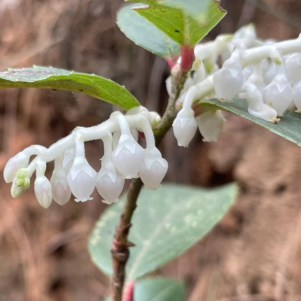 Leukothea - Leucothoe Axillaris - Gartendeko Für Draußen Exotische Heilkräuter Garten Geschenk Wildkräuter Blumenwiese Kräutergarten Küche Geschenk Winterharte Garten Sträucher 300Samen