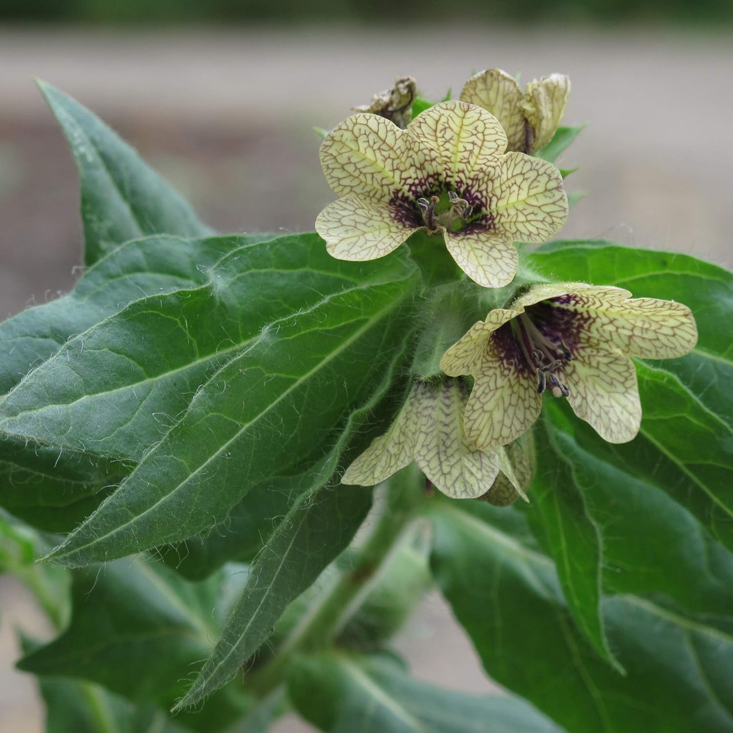 Legendary Horsetail Plants - Seed Set with 5 Magical Plants