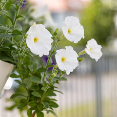 Petunia Seeds: Premium petunia seeds for around 400 petunia plants – Beautiful petunia seeds for balcony and garden plants – Flower seeds – Creeper petunia seeds – OwnGrown balcony flowers