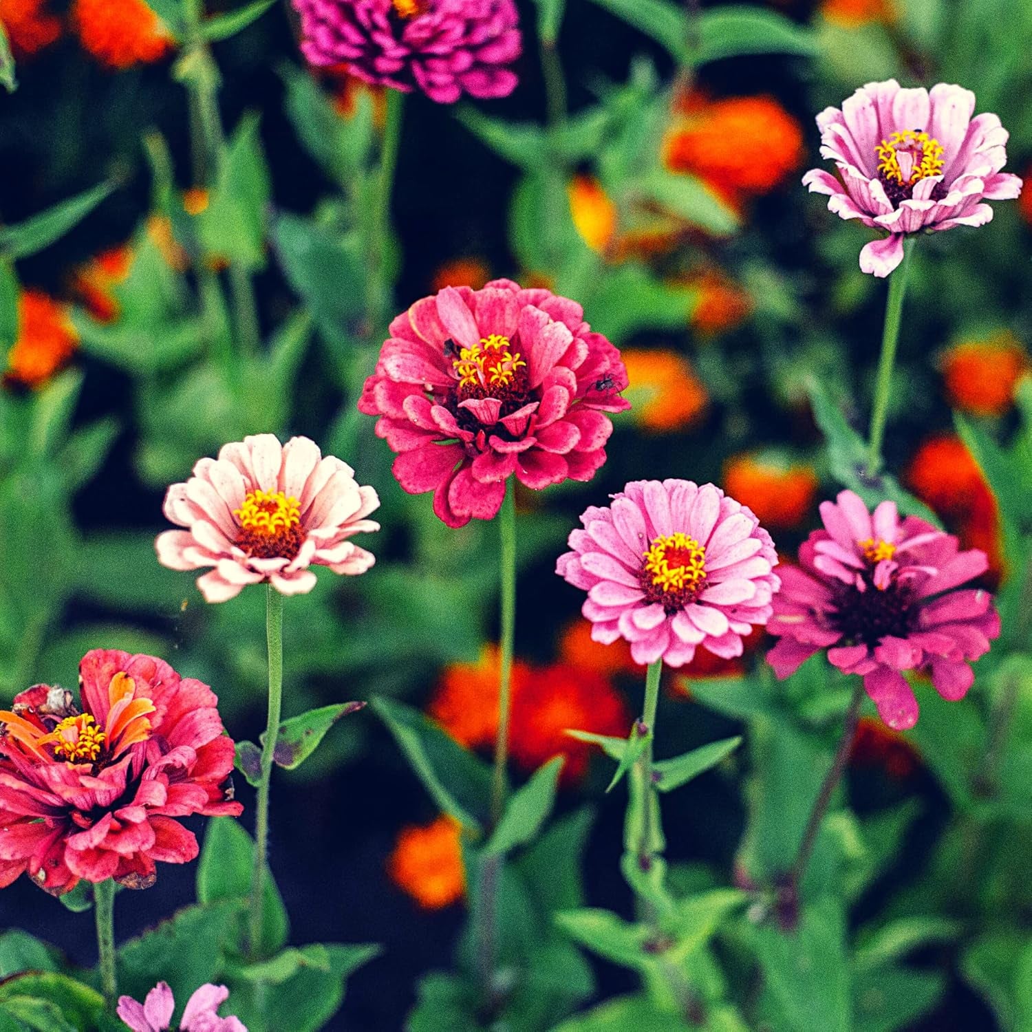 Zinnia seed mix (Zinnia) - Colorful summer flowers for the garden bed, balcony, terrace and as cut flowers in vases