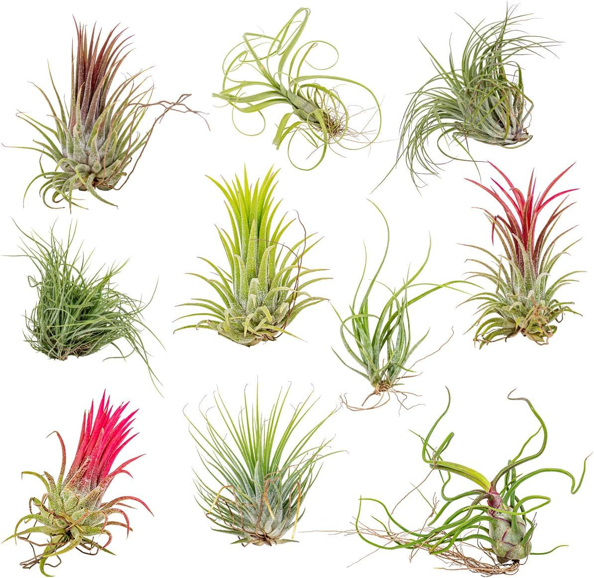 Bloomique - 5Er Mix - Tillandsia - Tillandsien - Luftpflanzen Echt - Sehr Pflegeleicht - Höhe 5-15 Cm