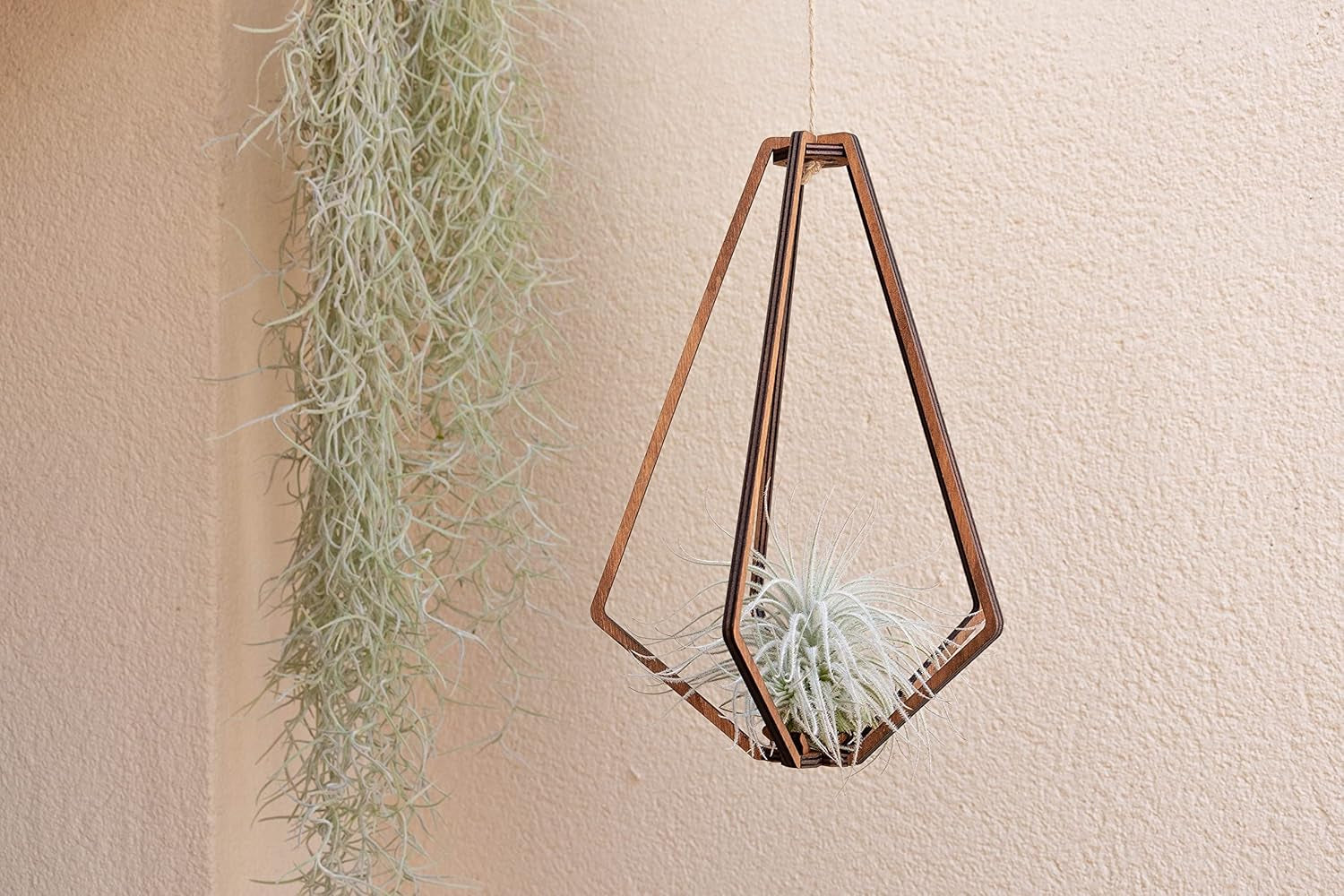 Air Plant Tillandsien Usneoides - Feenhaar Weiß - Tillandsien Hängend – Hängepflanze – Hängedeko - Luftpflanzen Hängend - Feenhaar Weiß - Pflanze Ohne Erde (1, 20-30 Cm)