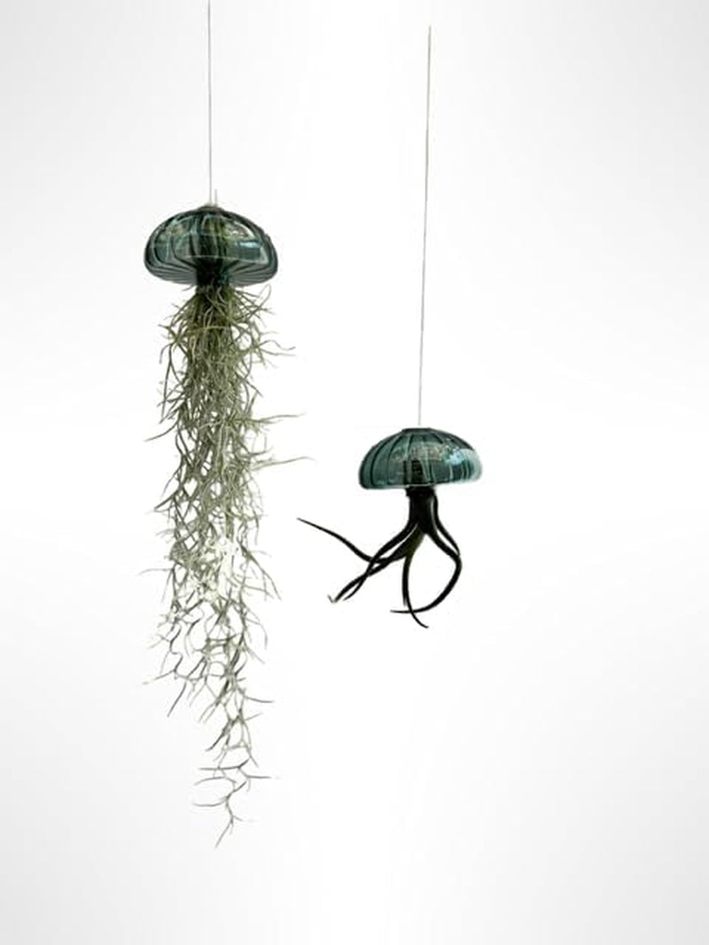 Jellyfish Luftpflanze XL – Smaragdgrüner Glas-Seeigel (Ca. 13 Cm) Mit Tillandsia – Handgemacht & Pflegeleicht – Hängedeko – Geschenkidee – Trendyairplants