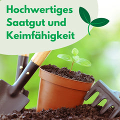 Cosmos Sensation Mix 1g seeds, Cosmos Mix Summer flowers, Garden plants Balcony plants, Flower seeds