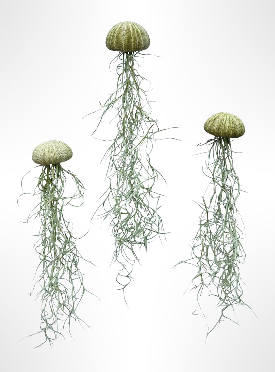3Er-Set Quallen Mit Grünen Seeigeln Und Tillandsia Usneoides.