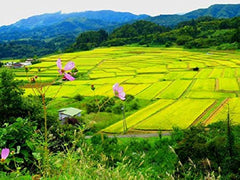 AKAFUJI Sushi Rice, Akitakomachi, 5000 g