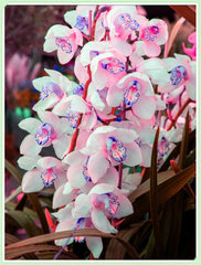 Flower Bulb Mix, Mystery Magic Bulb, Hardy Planting, Winter Hardy Perennial Flower Bulb, Hardy Bulbs - 3 Orchid Bulbs