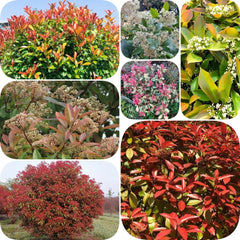 Glanzmispel Red Robin - Outdoor Schnell Wachsende Sträucher Exotische Balkonpflanzen Bodendecker Blühende Sträucher Winterhart Bio Gartendeko Für Draußen Geschenke Für Gärtner 600Samen
