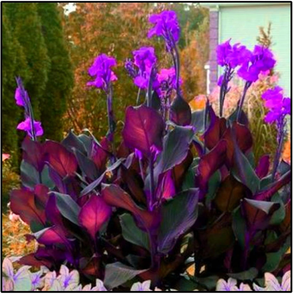 Blumenzwiebel Mix, Winterhart zwiebeln, Winterhart pflanzen, Mehrjährige Blumenzwiebel ist winterhart, Mysteriöse magische Glühbirne-4 Pflanzen Funken Hosta Rhizom