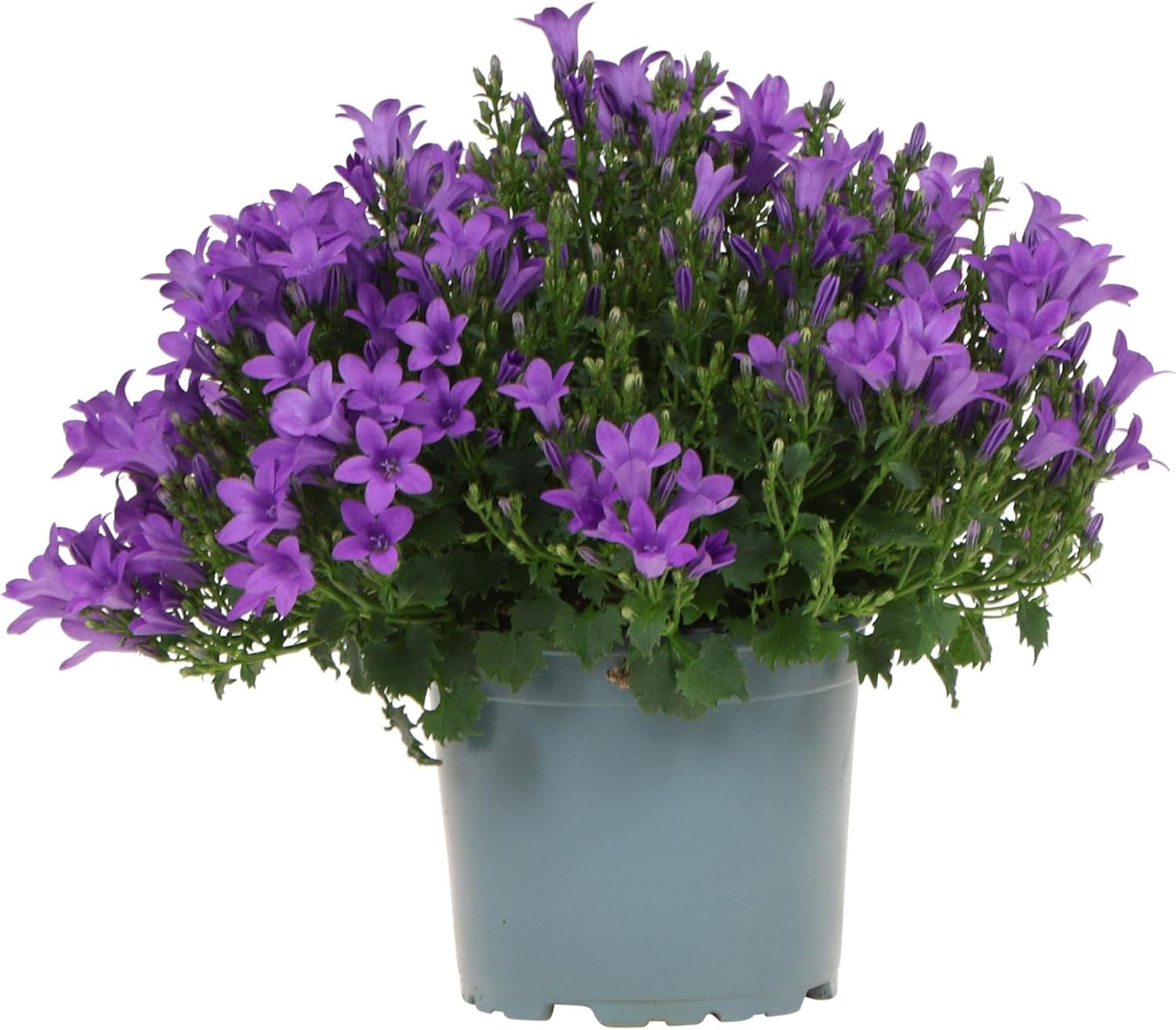 Campanula Addenda - Glockenblume Lila Topfgröße 12Cm - Mehrjährig - Winterhart