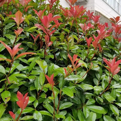 Glanzmispel Red Robin, Stauden Winterhart Mehrjährig Photinia Fraseri Red Robin, Gartenpflanzen Exotische Schnellwachsende Sträucher 300Samen