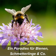 Flower seeds in a protective clay coating for bees and butterflies, 400g. Mixture of perennial and winter-hardy wild flowers for 20 m². Beautiful wildflower seeds for a colorful bee pasture. Gift for children.