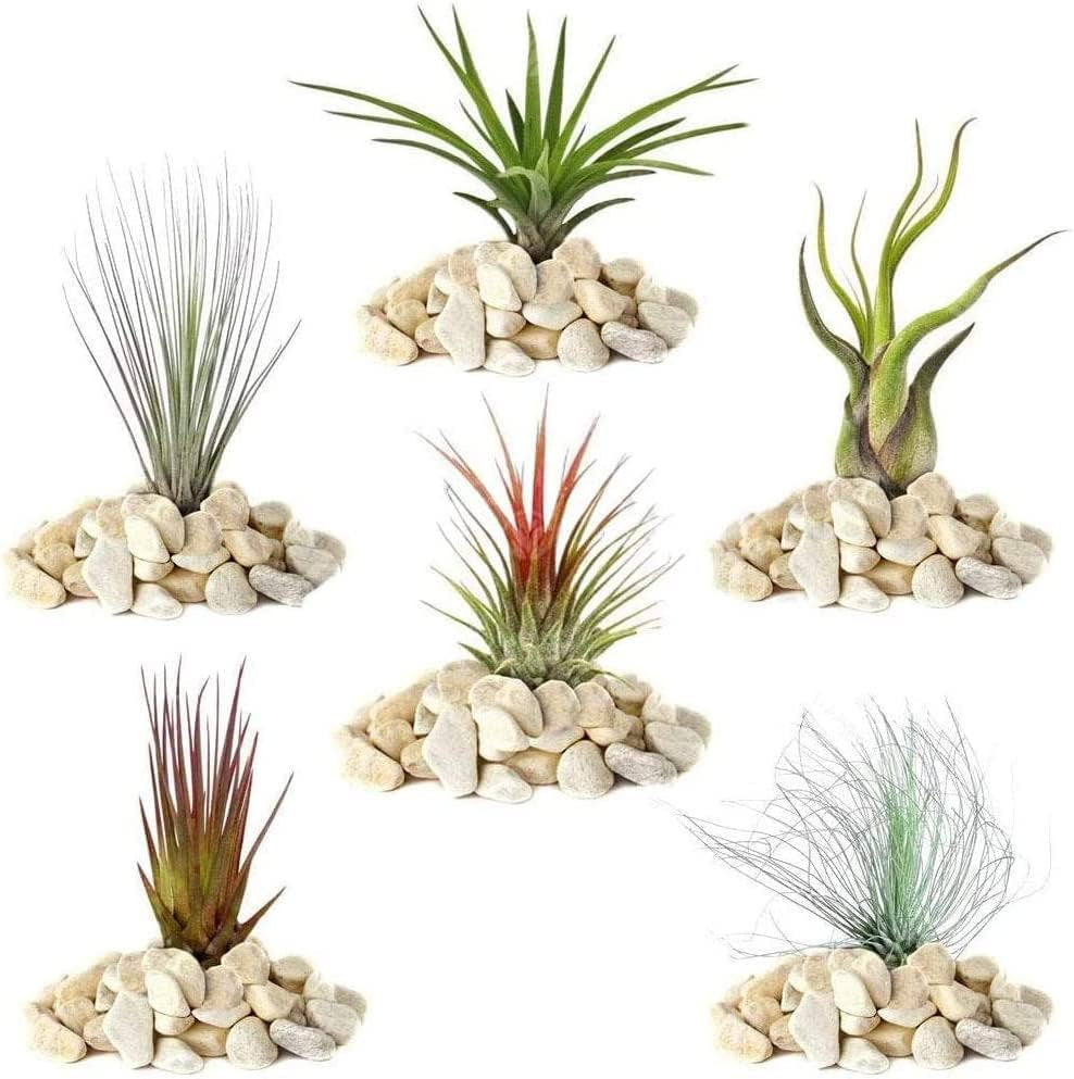 Gardeners Dream: 4 Real Tillandsia Plants - 4 Real Tillandsia Air Plants - Terrarium Plants - Decorative Terrarium Plants - Air Purifying House Plants - Decorative Plants - Real Plants