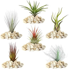 Gardeners Dream: 4 Real Tillandsia Plants - 4 Real Tillandsia Air Plants - Terrarium Plants - Decorative Terrarium Plants - Air Purifying House Plants - Decorative Plants - Real Plants