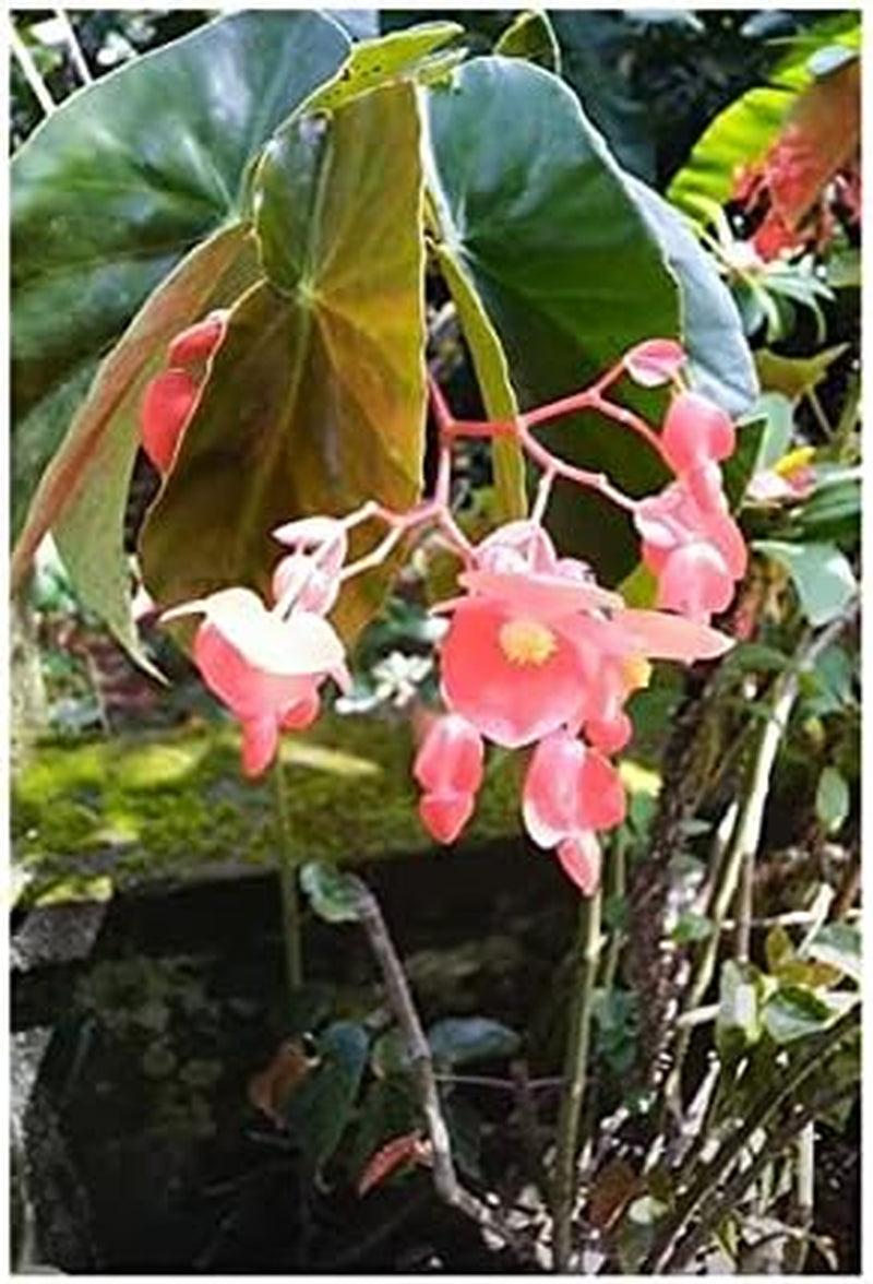 Stk - 10X Begonia Coccinea Ziersträucher Garten Pflanzen - Samen ID331 -