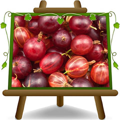 Rote Stachelbeere - Obstpflanze Auf Blumentopf 20 - Baum – 2 Jahre Anbau Italien
