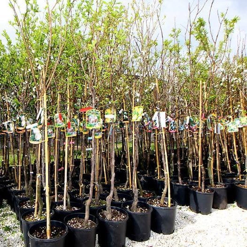 Pflaumen Son Gold - Obstpflanze Auf Blumentopf 20 - Baum Max 170 Cm – 2 Jahre Anbau Italien