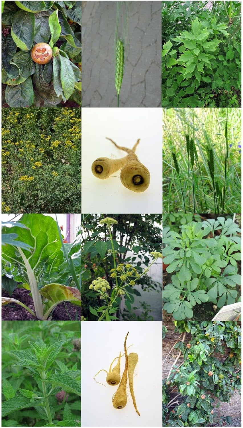 Magic Garden Seeds - Mittelalter Garten - Samen Geschenkset Mit 7 Pflanzen Für Den Mittelalterlichen Garten - Anzuchtset Mit Pfefferminze, Weinraute, Liebstöckel, Mangold, Pastinaken, Mispel, Einkorn
