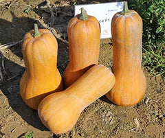 Tosca F1 Kürbissamen Von Bobby-Seeds, Portion
