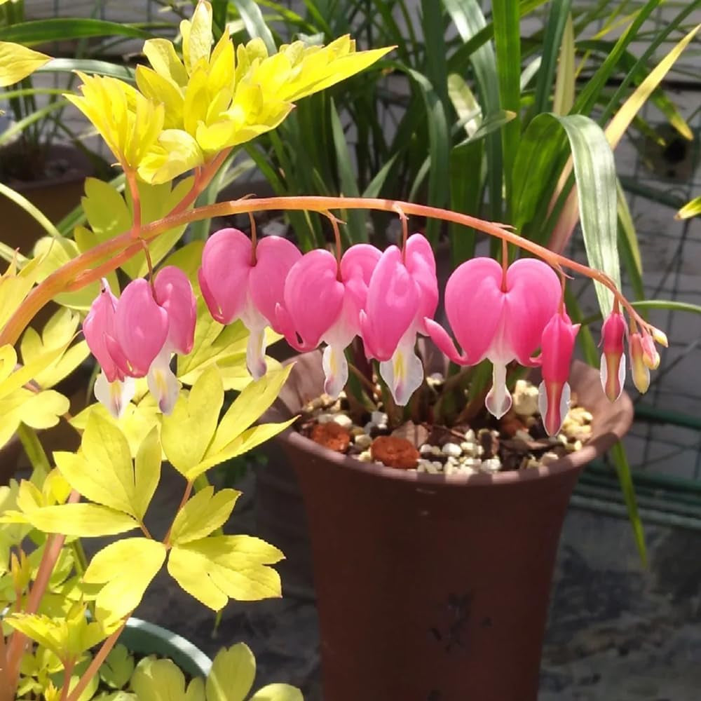 Tränendes Herz, Dicentra Spectabilis - Zierblumen Für Sonnige Plätze Hecken Sträucher Winterhart Blühend Bonsai Balkon Blumensamen Schattenpflanzen Wildblumensamen Balkonblumen 70Samen