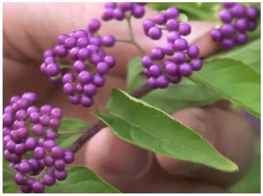 Stk - 10X Callicarpa Dichotoma Purpur Schönfrucht Garten Pflanzen - Samen B197 -