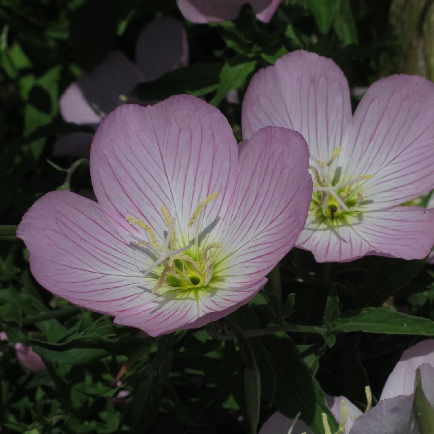 Rosa Nachtkerze (Oenothera Speciosa) Ca. 300 Samen Der Mehrjährigen Staude Steingartenpflanze Präriepflanze Blume Bienenweide