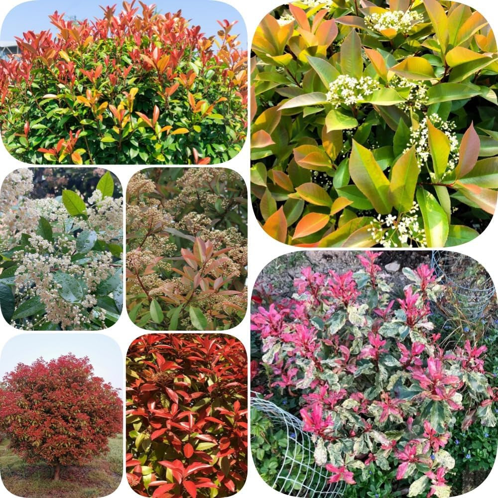 Glanzmispel Red Robin - Outdoor Schnell Wachsende Sträucher Exotische Balkonpflanzen Bodendecker Blühende Sträucher Winterhart Bio Gartendeko Für Draußen Geschenke Für Gärtner 600Samen