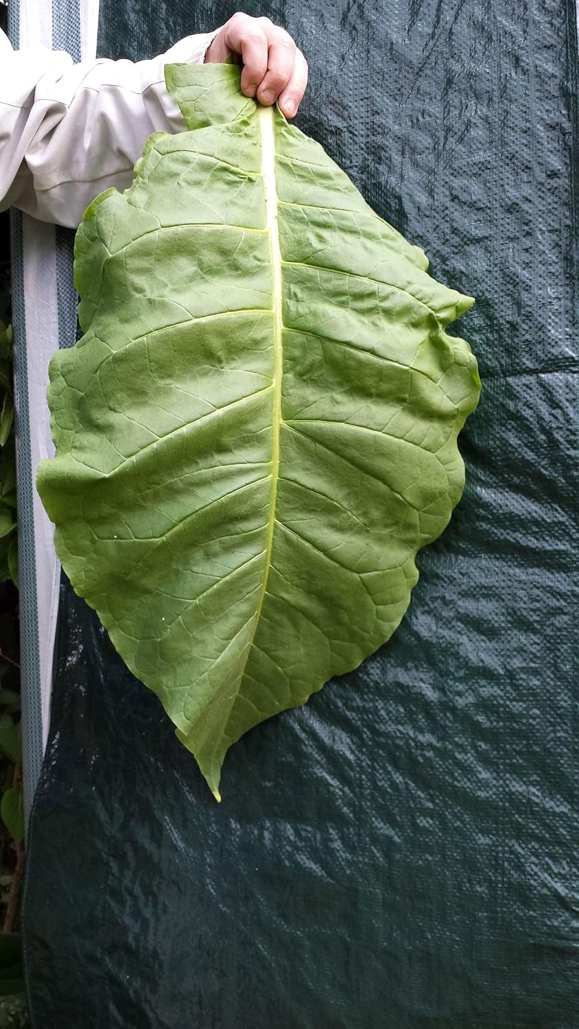 Tobacco Seeds 5x1000 Genuine Smoking Tobacco 5 Varieties Virginia, Red Front, Orient Xanthi, Baden Geudertheimer Fresh. Harvest 2025