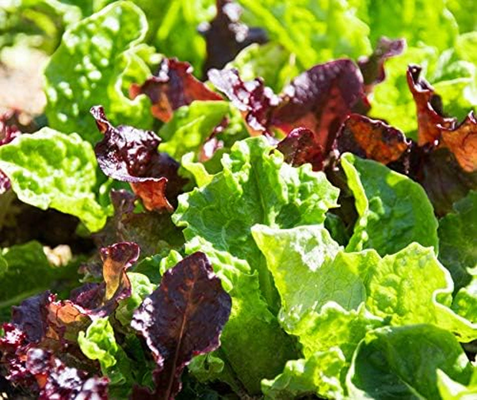 Baby Leaf BIO Salatsamen Von Bobby-Seeds Portion