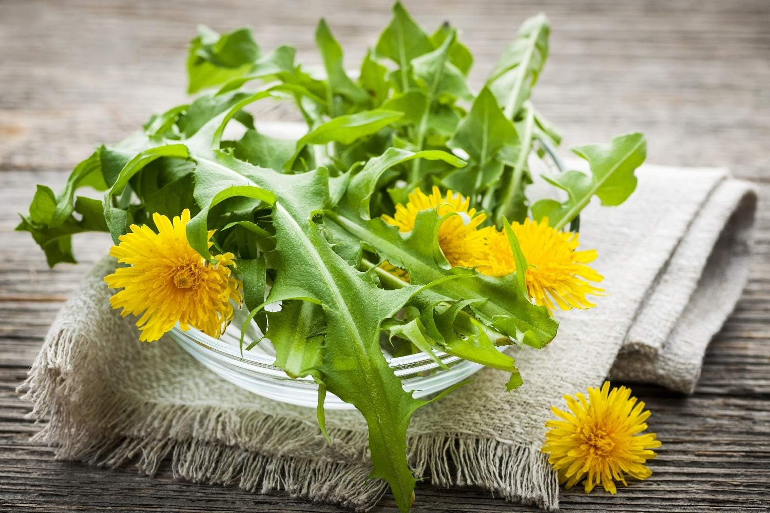 SAFLAX - BIO - Dandelion - 400 seeds - Taraxacum officinale