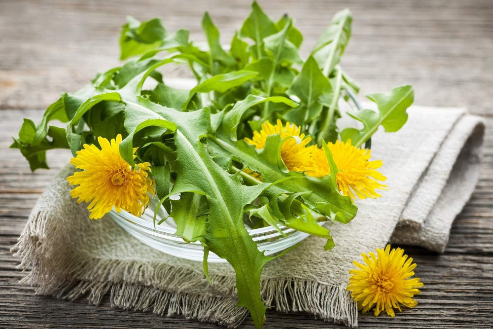 SAFLAX - BIO - Dandelion - 400 seeds - Taraxacum officinale