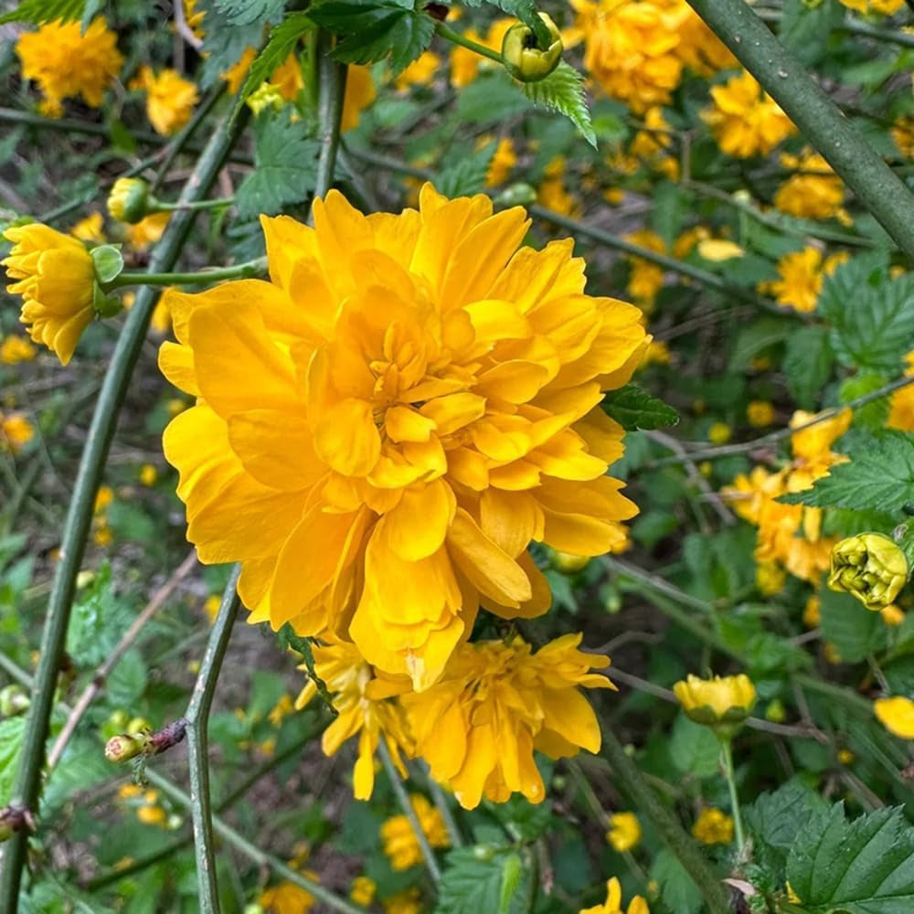 Kerria Japonica, Gartendeko Für Draußen Ranunkelstrauch, Schnittblumen Geschenke Für Gärtner Steingartenpflanzen Winterhart Hecken 200Samen