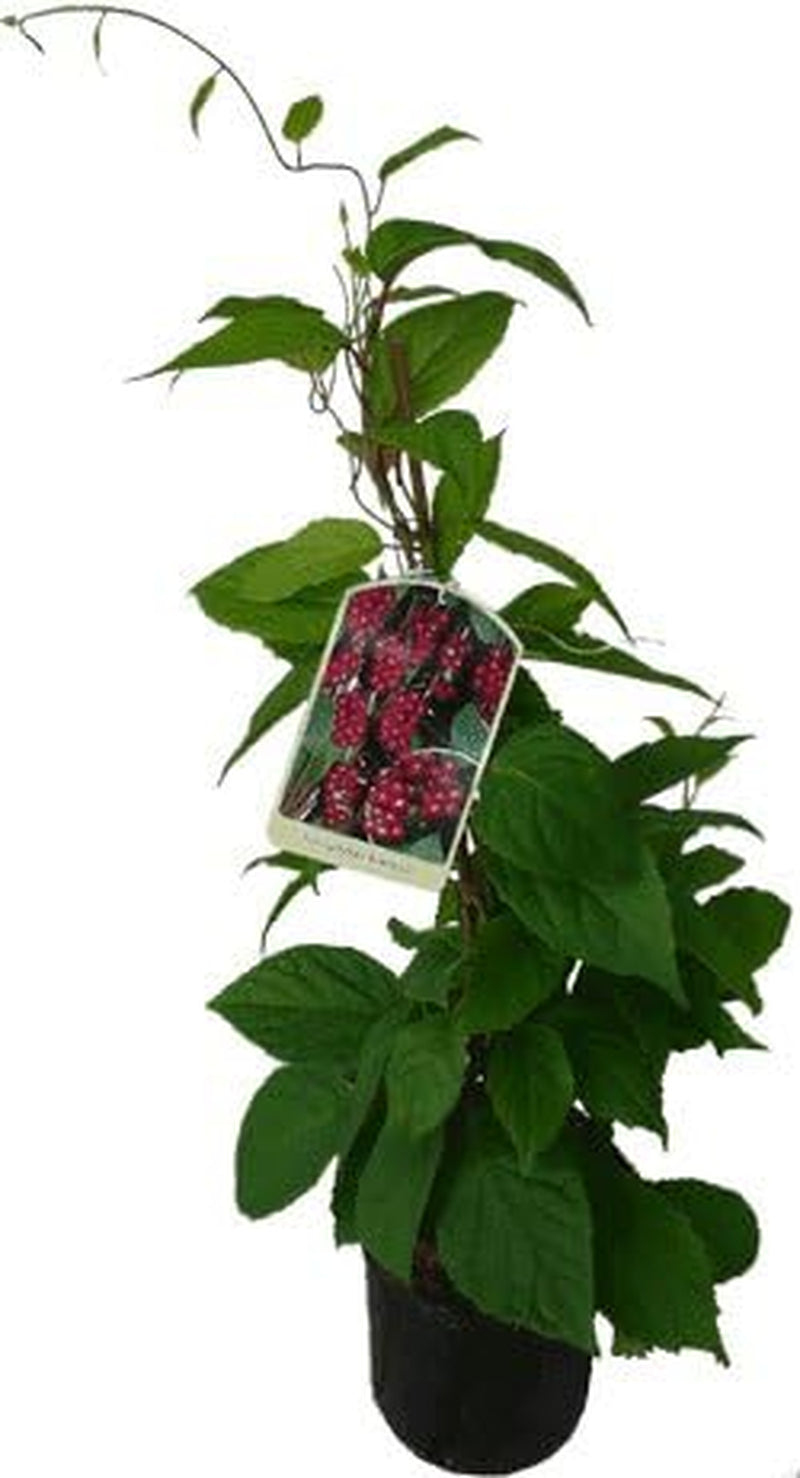 4 X Wu-Wei-Zi Beere Schisandra Chinensis Pflanze - Selbstfruchtbare Kultursorte