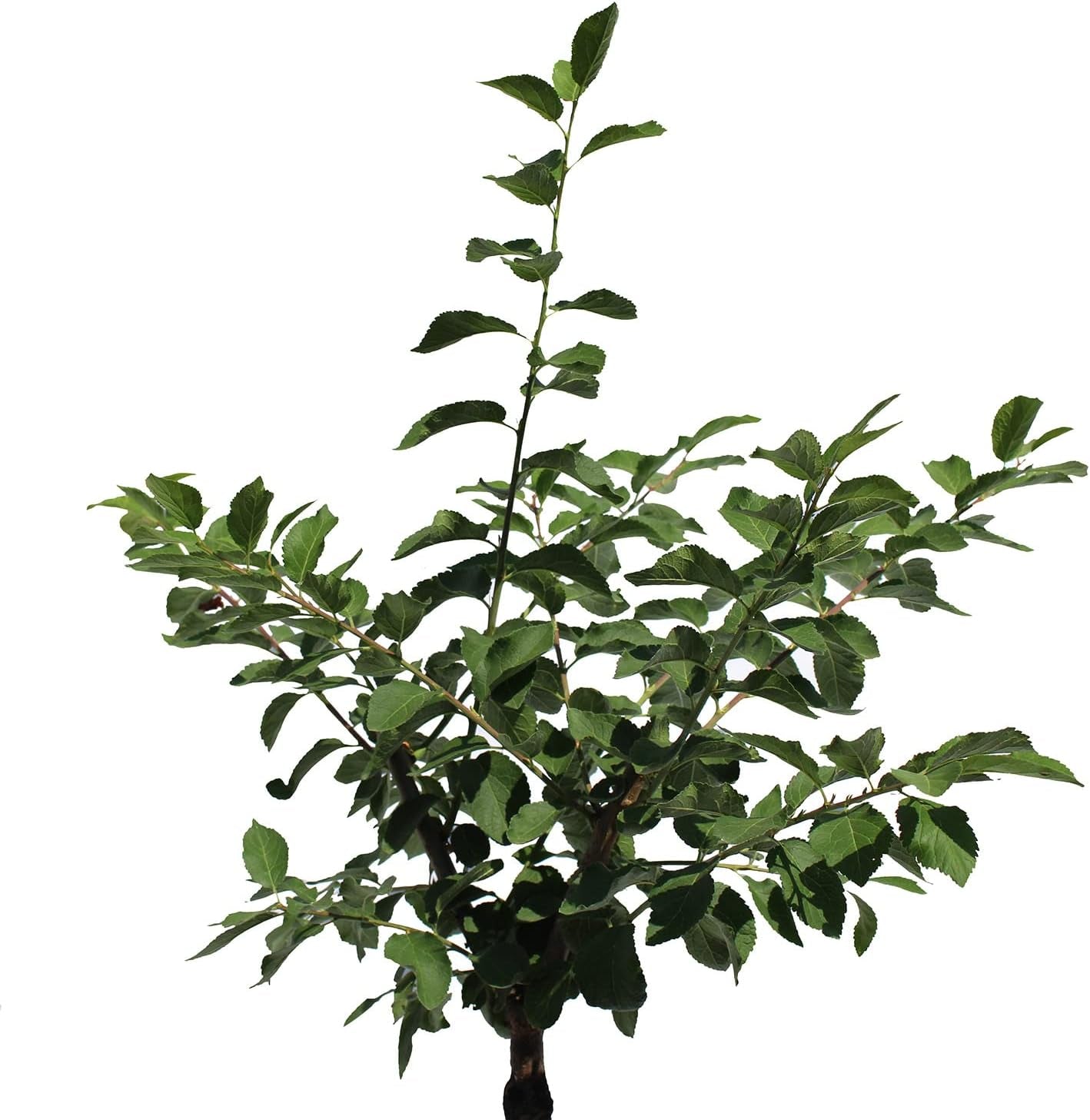 KENTIS – Pflaume Pflanzen – Plum Mirabelle De Nancy – Echte Outdoor Pflanzen – Garten Obstbaum – Obstpflanzen – Topf Ø 28 Cm
