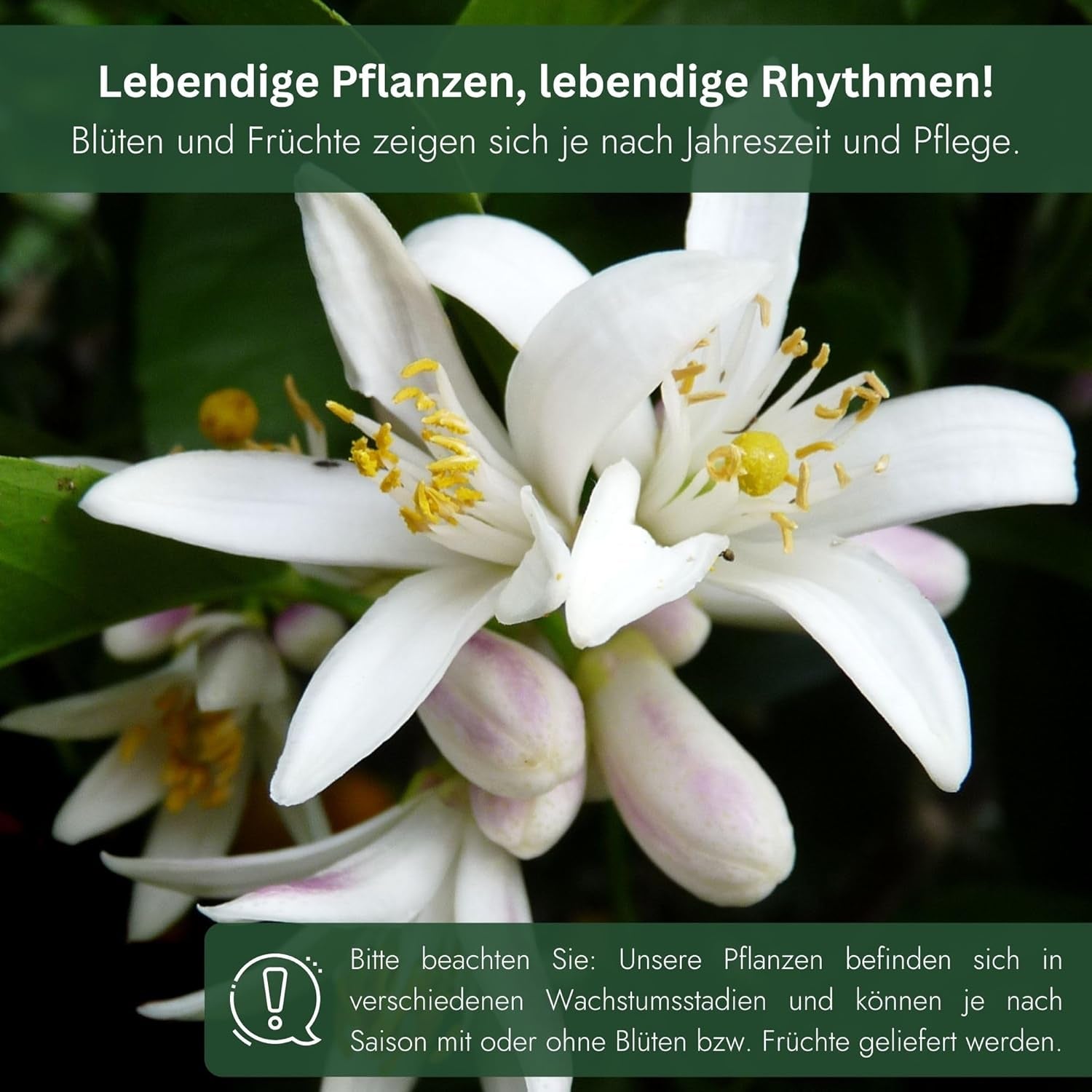 Orange from My Oranjeria - true orange - citrus plant - Citrus sinensis - Orange - grafted orange for gardeners (Mezzo [M])