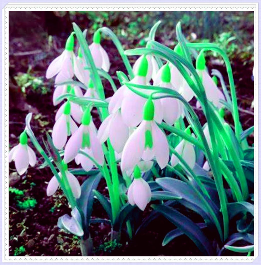 Flower Bulb Mix, Mystery Magic Bulb, Hardy Planting, Winter Hardy Perennial Flower Bulb, Hardy Bulbs - 3 Orchid Bulbs