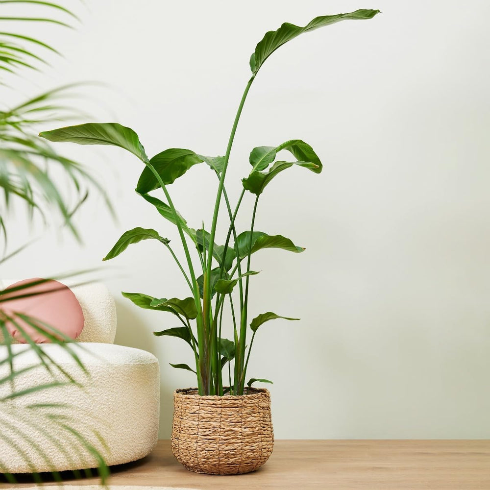 Strelitzia Nicolai Paradiesvogelblume - Zimmerpflanze - Zimmerpflanzen, Pflanzen Echt, Nachhaltige Verpackung - 27Cm Topf - Höhe 160Cm - Direkt Von Der Gärtnerei