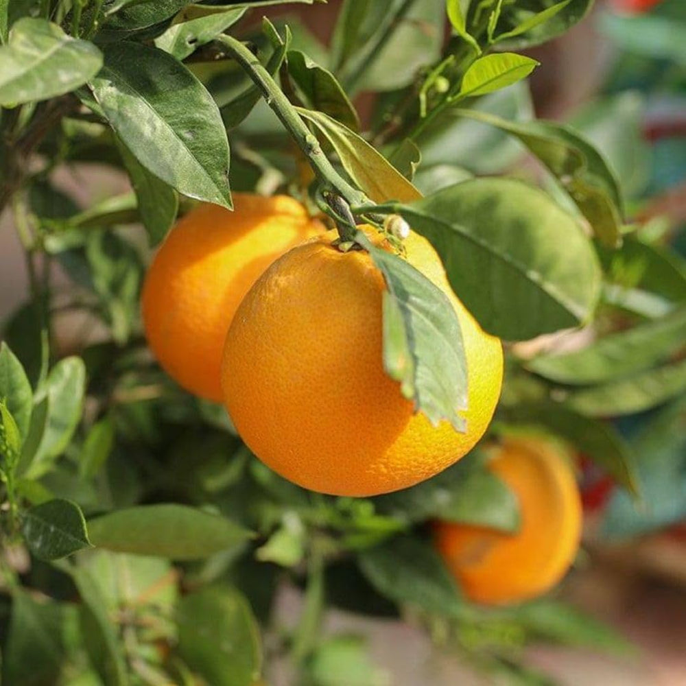 Zitrusorange – Washington Nabel Obstbäume Höhe: 60~80 Cm Vase: Durchmesser 22 Cm