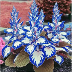 Blumenzwiebel Mix, Winterhart zwiebeln, Winterhart pflanzen, Mehrjährige Blumenzwiebel ist winterhart, Mysteriöse magische Glühbirne-4 Pflanzen Funken Hosta Rhizom