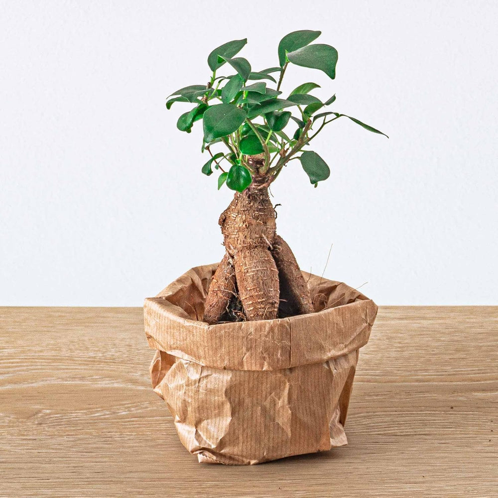 Urbanjngl.Com - Ficus Ginseng Bonsai - Microcarpa - ↑15 Cm - Ø 6 Cm