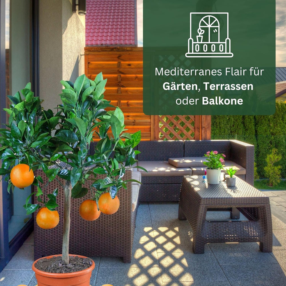 Orange from My Oranjeria - true orange - citrus plant - Citrus sinensis - Orange - grafted orange for gardeners (Mezzo [M])