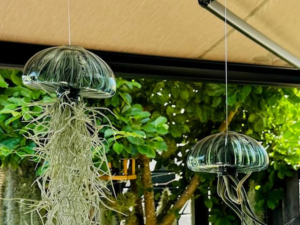 Jellyfish Luftpflanze XL – Smaragdgrüner Glas-Seeigel (Ca. 13 Cm) Mit Tillandsia – Handgemacht & Pflegeleicht – Hängedeko – Geschenkidee – Trendyairplants